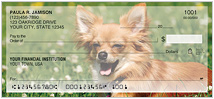 Chihuahua Checks Thumbnail